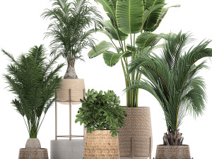 ornamental plants in a rattan baskets 783 3D Model