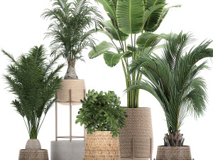 plantas ornamentais em cestos de vime 783 Modelo 3D