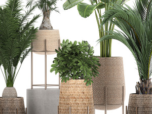 ornamental plants in a rattan baskets 783 3D Model