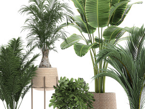 ornamental plants in a rattan baskets 783 3D Model
