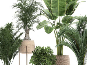 ornamental plants in a rattan baskets 783 3D Model