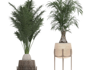 ornamental plants in a rattan baskets 783 3D Model