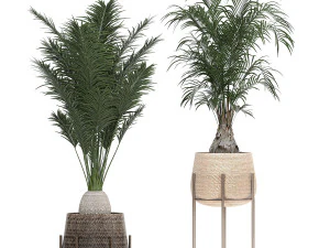 ornamental plants in a rattan baskets 783 3D Model