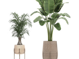 ornamental plants in a rattan baskets 783 3D Model