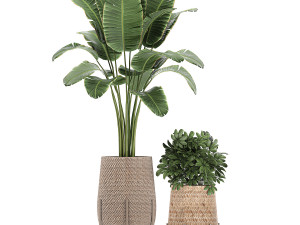 ornamental plants in a rattan baskets 783 3D Model