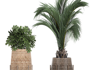 ornamental plants in a rattan baskets 783 3D Model