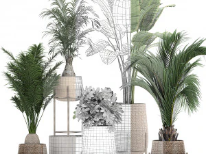 ornamental plants in a rattan baskets 783 3D Model