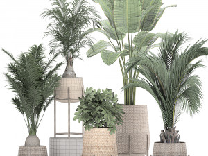 ornamental plants in a rattan baskets 783 3D Model