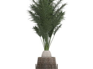 ornamental plants in a rattan baskets 783 3D Model