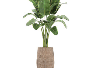 ornamental plants in a rattan baskets 783 3D Model