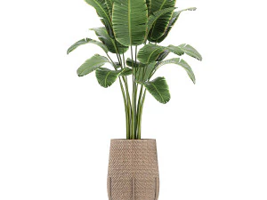 ornamental plants in a rattan baskets 783 3D Model