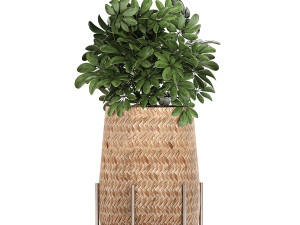 ornamental plants in a rattan baskets 783 3D Model
