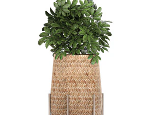 ornamental plants in a rattan baskets 783 3D Model