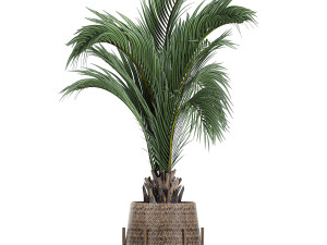 ornamental plants in a rattan baskets 783 3D Model
