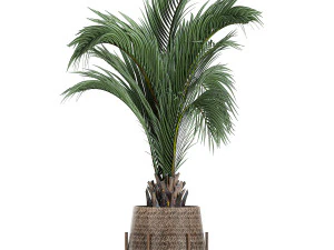 ornamental plants in a rattan baskets 783 3D Model