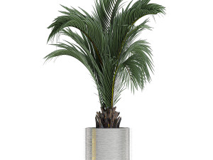 ornamental plants in a chrome flowerpot 784 Modelo 3D