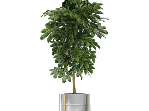 ornamental plants in a chrome flowerpot 784 Modelo 3D