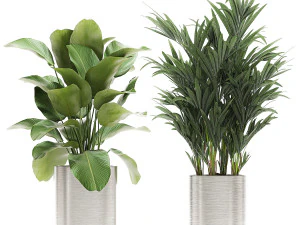 ornamental plants in a chrome flowerpot 785 3D Model
