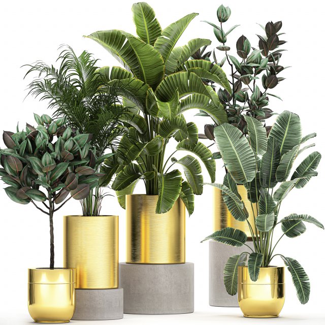 ornamental plants in a gold flowerpot 786 Model 3D .c4d .max .obj .3ds .fbx .stl .blend 