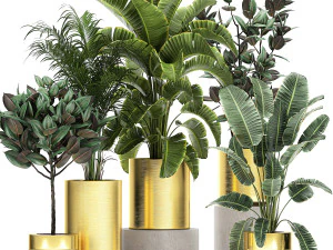 rośliny ozdobne w złotej doniczce 786 Model 3D