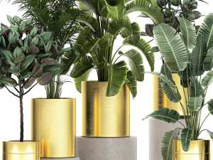 ornamental plants in a gold flowerpot 786 Model 3D