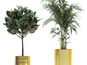 ornamental plants in a gold flowerpot 786 Model 3D