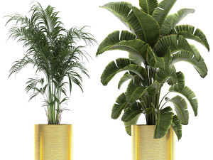 ornamental plants in a gold flowerpot 786 Model 3D