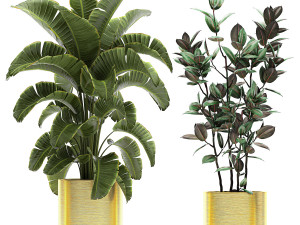 ornamental plants in a gold flowerpot 786 Model 3D