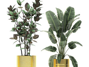 ornamental plants in a gold flowerpot 786 Model 3D