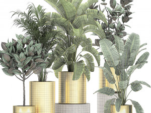 ornamental plants in a gold flowerpot 786 Model 3D