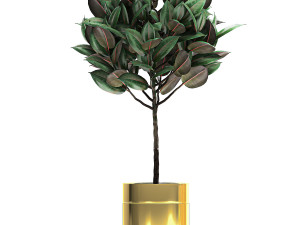 ornamental plants in a gold flowerpot 786 Model 3D