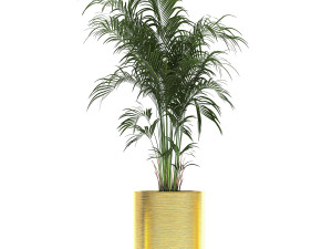 ornamental plants in a gold flowerpot 786 Model 3D