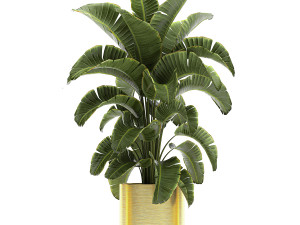 ornamental plants in a gold flowerpot 786 Model 3D