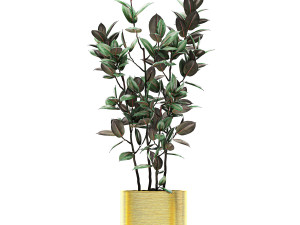 ornamental plants in a gold flowerpot 786 Model 3D