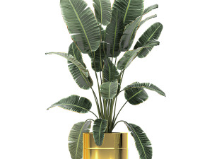 ornamental plants in a gold flowerpot 786 Model 3D