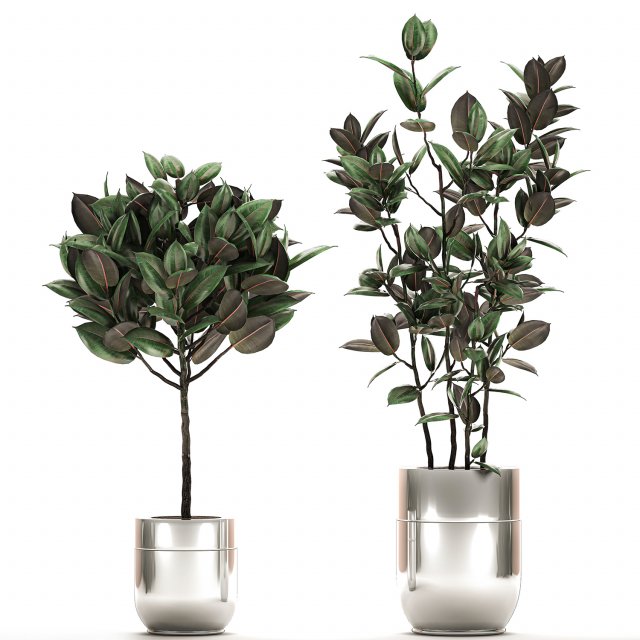 ficus elastica in a chrome flowerpot 787 Modelo 3D .c4d .max .obj .3ds .fbx .stl .blend 