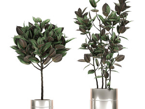ficus elastica in a chrome flowerpot 787 Model 3D