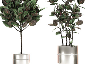 ficus elastica in a chrome flowerpot 787 Modelo 3D