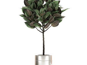 ficus elastica in a chrome flowerpot 787 Modelo 3D