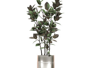 ficus elastica in a chrome flowerpot 787 Modelo 3D
