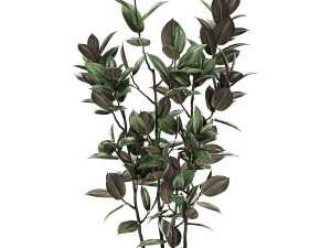 ficus elastica in a chrome flowerpot 787 Modelo 3D
