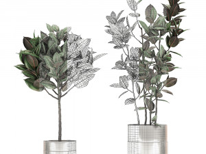 ficus elastica in a chrome flowerpot 787 Modelo 3D