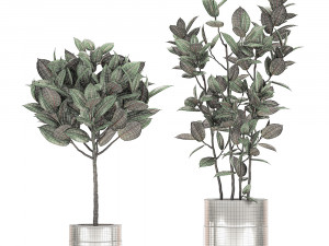 ficus elastica in a chrome flowerpot 787 Modelo 3D