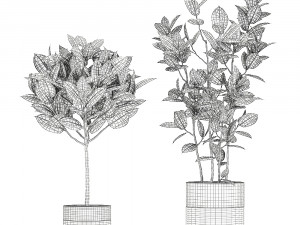 ficus elastica in a chrome flowerpot 787 Modelo 3D