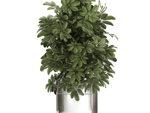ornamental plants in a chrome flowerpot 788 3D Model