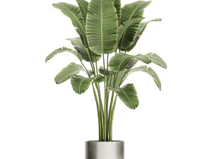 ornamental plants in a chrome flowerpot 788 3D Model