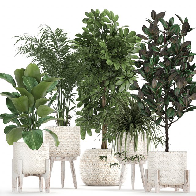 houseplants in a white baskets rattan for the interior 789 3D Model .c4d .max .obj .3ds .fbx .stl .blend 