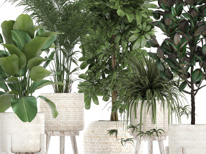 houseplants in a white baskets rattan for the interior 789 3D Model