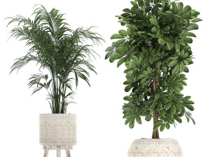 houseplants in a white baskets rattan for the interior 789 3D Model