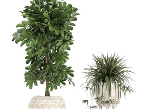 houseplants in a white baskets rattan for the interior 789 3D Model